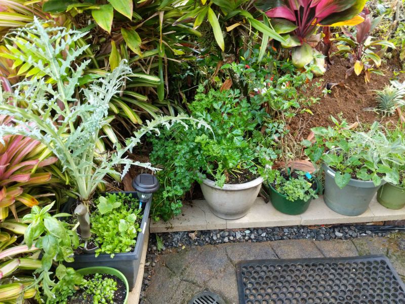 Herb Garden