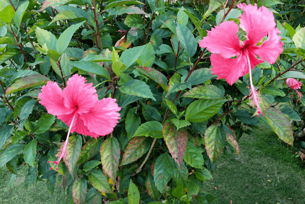 Hibiscus