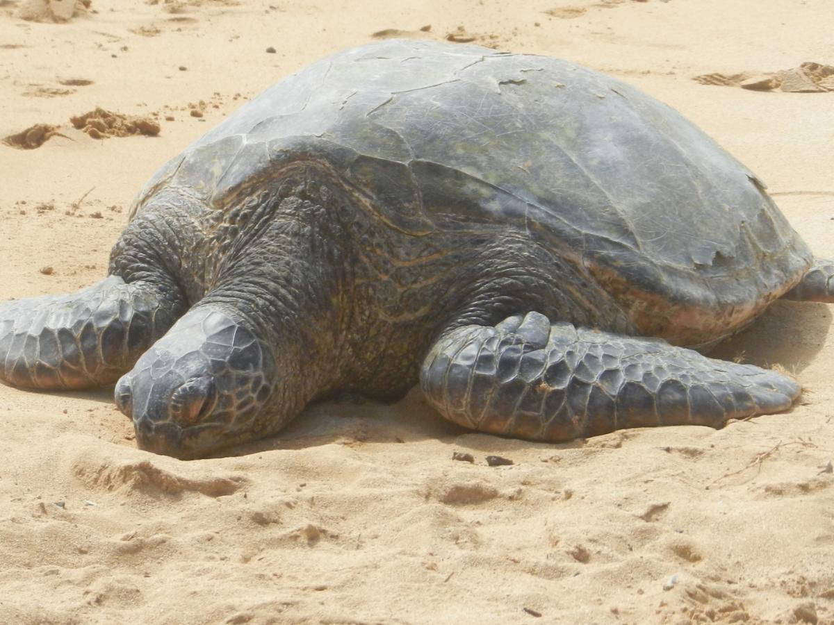 Turtle on Poipu Beach - by E.K.